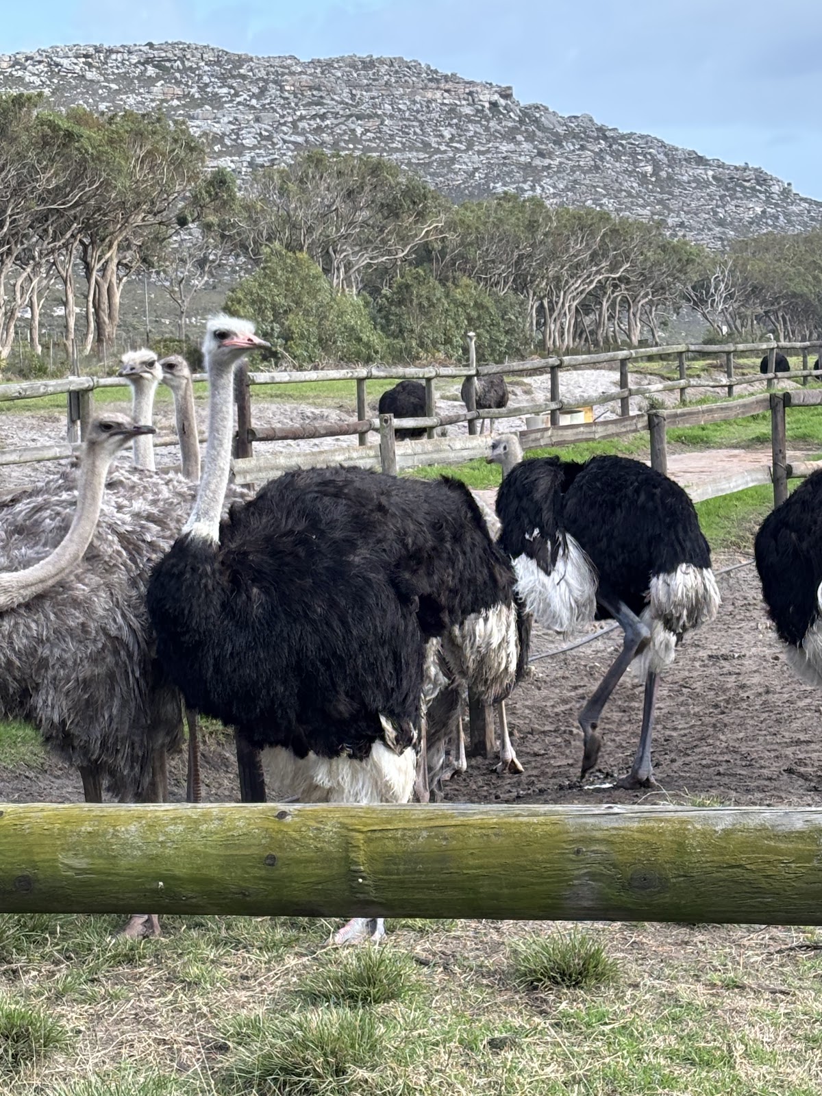 African Eagle Day Tours — tour operator in Cape Town, South Africa – photo 5