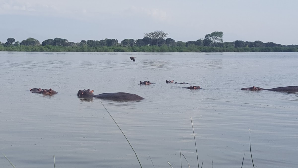 Magic African Safaris | Gorilla Trekking in Uganda | Uganda Safaris and Tours | Safari Uganda — tour operator in Equatoria Mall, Uganda – photo 2