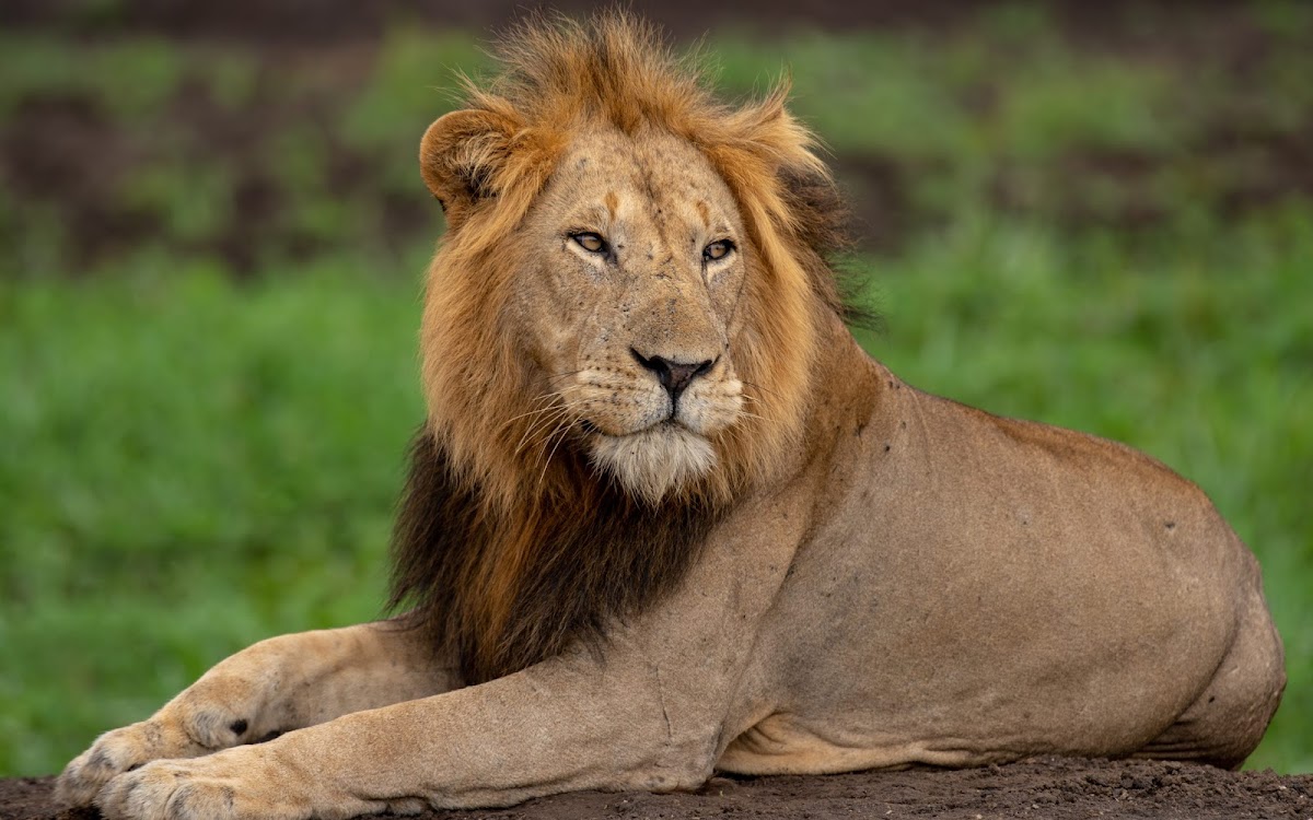 Magic African Safaris | Gorilla Trekking in Uganda | Uganda Safaris and Tours | Safari Uganda — tour operator in Equatoria Mall, Uganda – photo 1