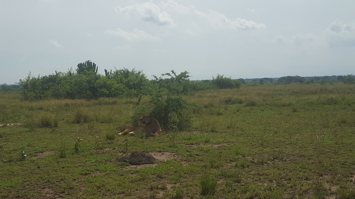 Magic African Safaris | Gorilla Trekking in Uganda | Uganda Safaris and Tours | Safari Uganda — tour operator in Equatoria Mall, Uganda – photo 4