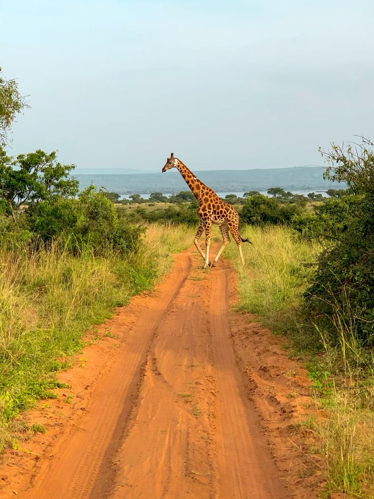 Magic African Safaris | Gorilla Trekking in Uganda | Uganda Safaris and Tours | Safari Uganda — tour operator in Equatoria Mall, Uganda – photo 5