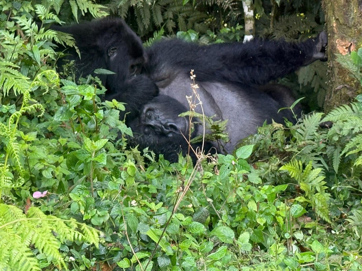 KUBWA FIVE SAFARIS — tour operator in Jinja Road Police Station, Uganda – photo 1