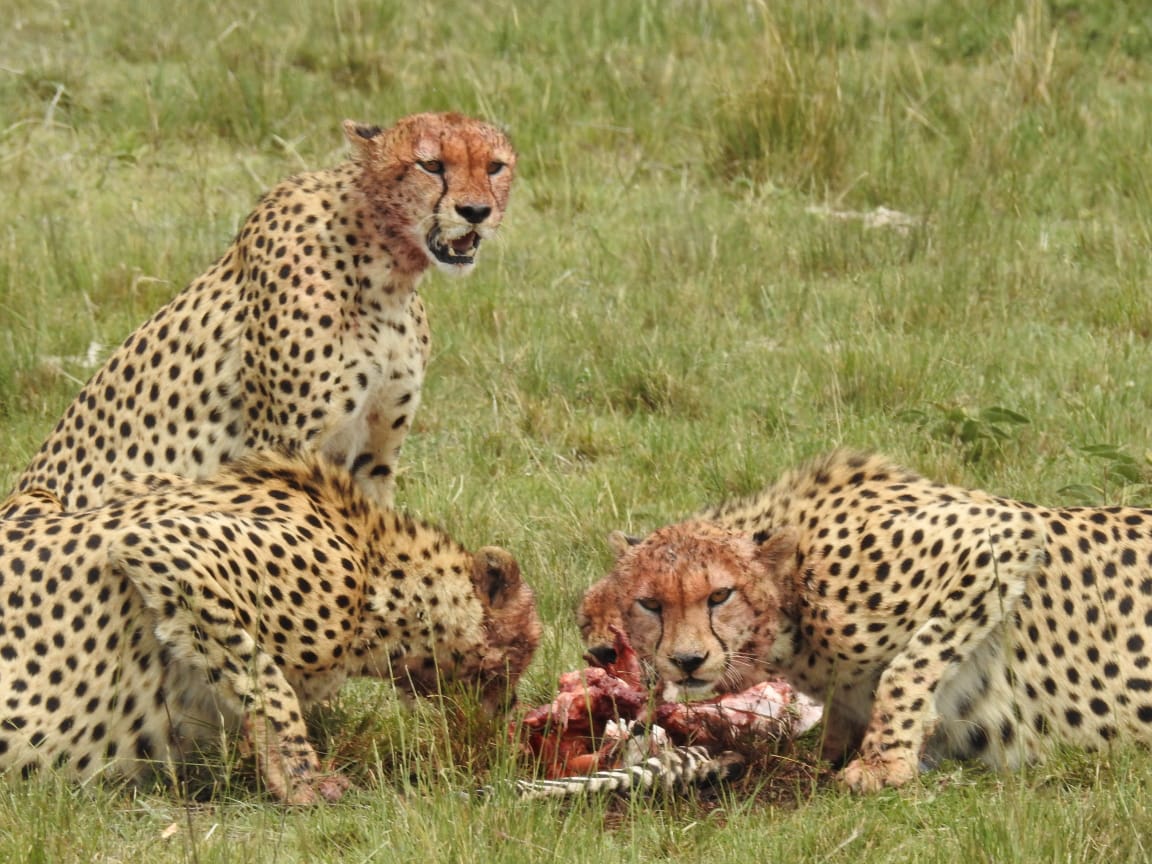 Kendirita Tours And Travel Limited — tour operator in Suite 9 Mezzanine suite 9, Kenya – photo 3