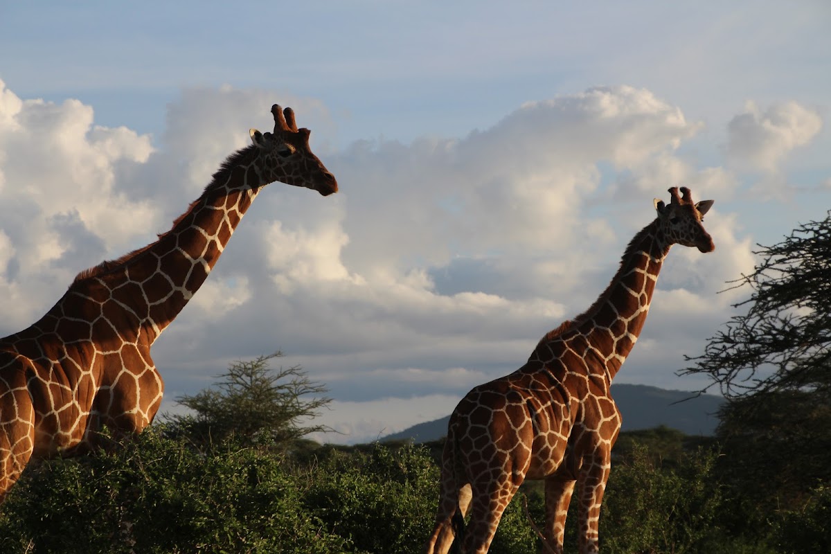 Kendirita Tours And Travel Limited — tour operator in Suite 9 Mezzanine suite 9, Kenya – photo 4