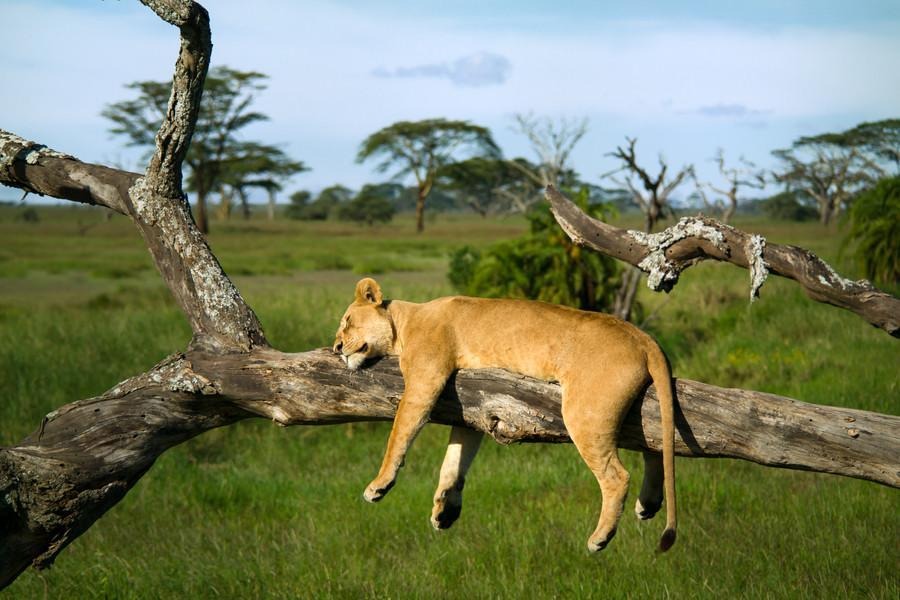 Kendirita Tours And Travel Limited — tour operator in Suite 9 Mezzanine suite 9, Kenya – photo 6