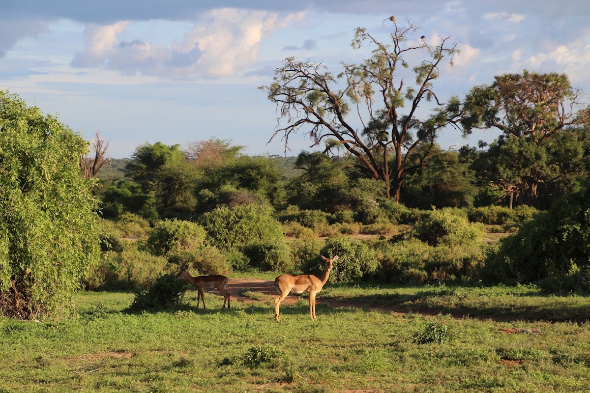 Kendirita Tours And Travel Limited — tour operator in Suite 9 Mezzanine suite 9, Kenya – photo 2