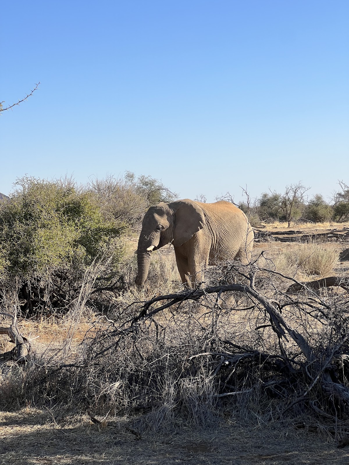 Madiza Tours - Agence francophone de voyage en Namibie et au Botswana — tour operator in 4 Friedrich Giese street - POBOX 40742, Namibia – photo 3