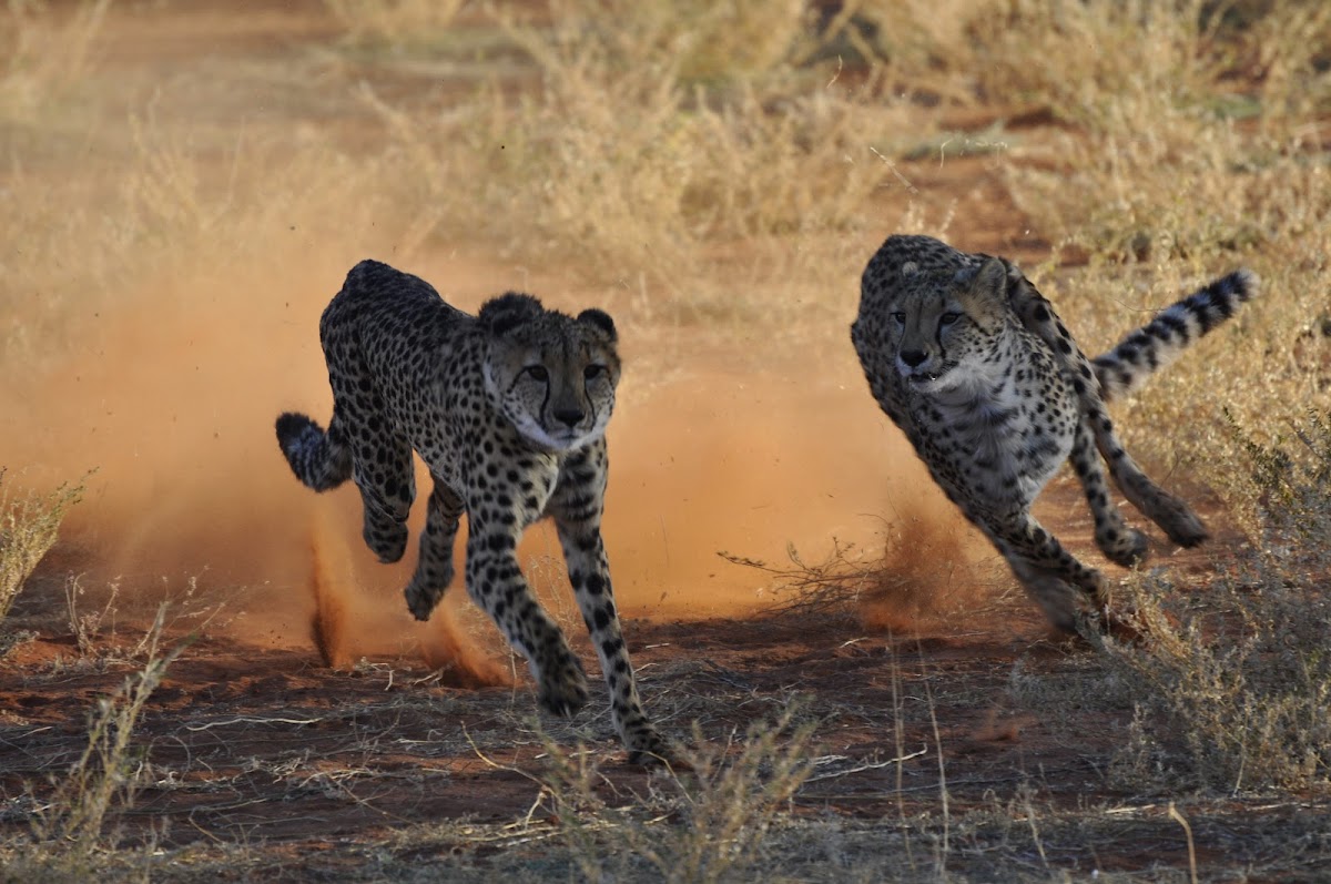 Madiza Tours - Agence francophone de voyage en Namibie et au Botswana — tour operator in 4 Friedrich Giese street - POBOX 40742, Namibia – photo 2
