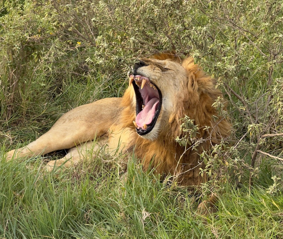 Uganda Adventure Safaris — tour operator in Plot 4614 Valley View Ln, Uganda – photo 6