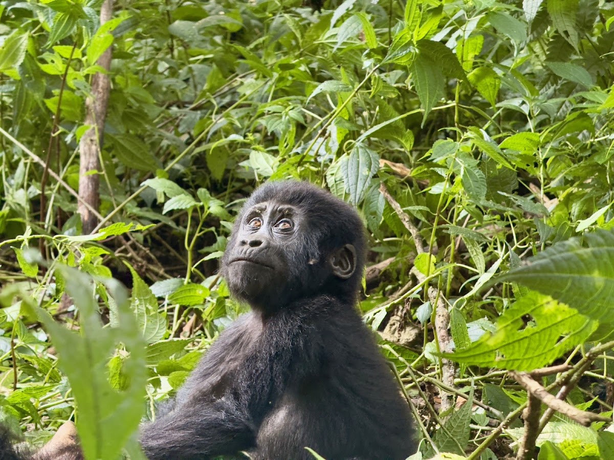 Uganda Adventure Safaris — tour operator in Plot 4614 Valley View Ln, Uganda – photo 4