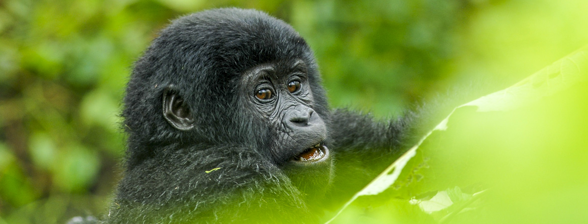 Uganda Adventure Safaris — tour operator in Plot 4614 Valley View Ln, Uganda – photo 1