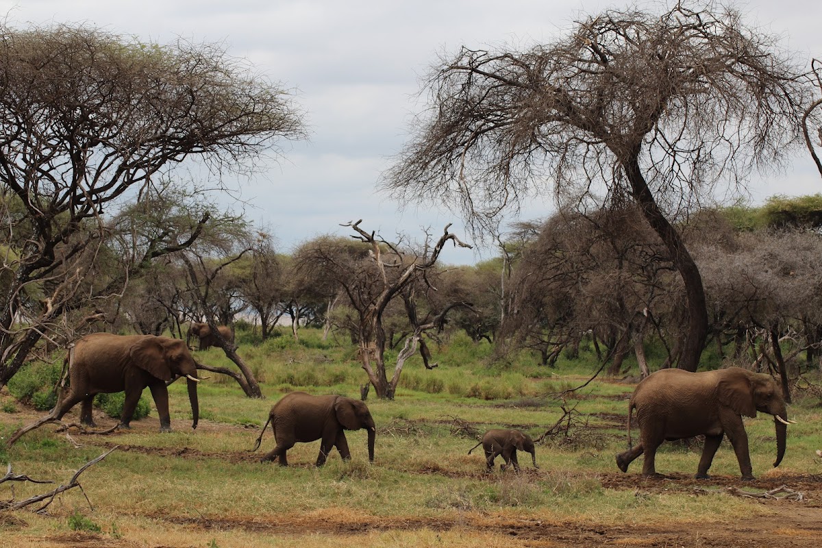 R & M Tanzania Specialist Ltd — tour operator in Mateves, Tanzania – photo 5