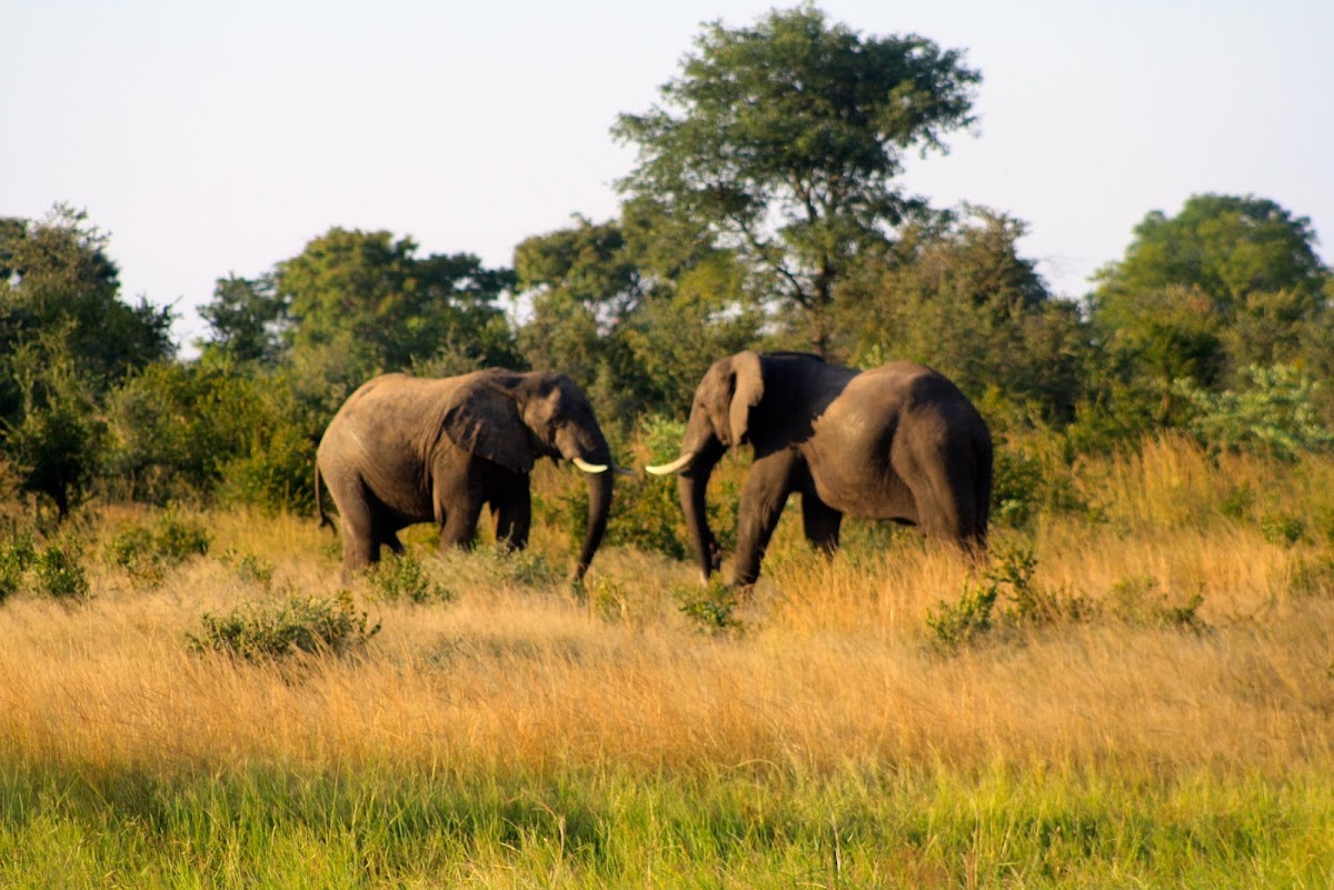 Eco Logical Safaris & Travel — tour operator in 119B Fife Street Between 12th & 13th Avenue, Zimbabwe – photo 1