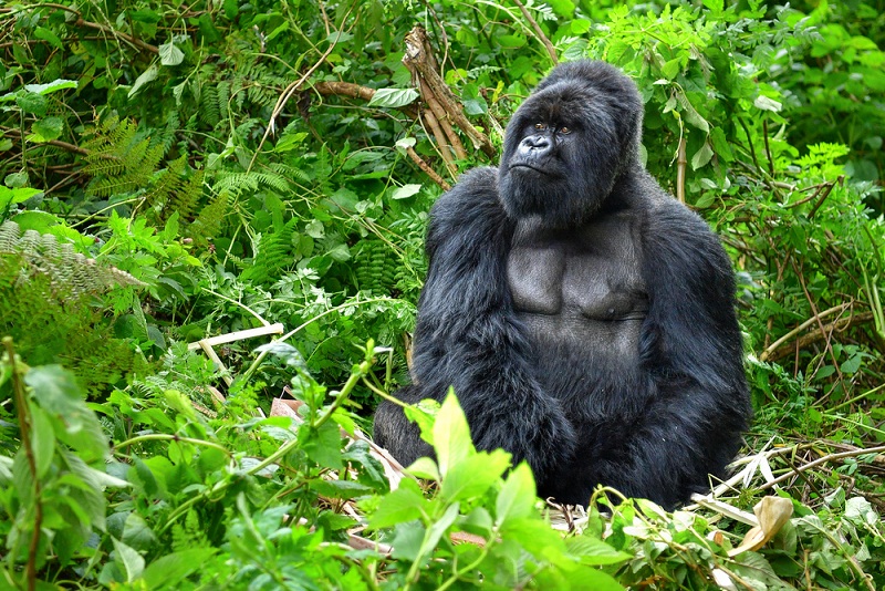 Umarella Voyage Safaris | Safari Uganda | Gorilla Trekking Uganda Rwanda l Safari Kenya l safari Tanzania — tour operator in Kampala, Uganda – photo 3