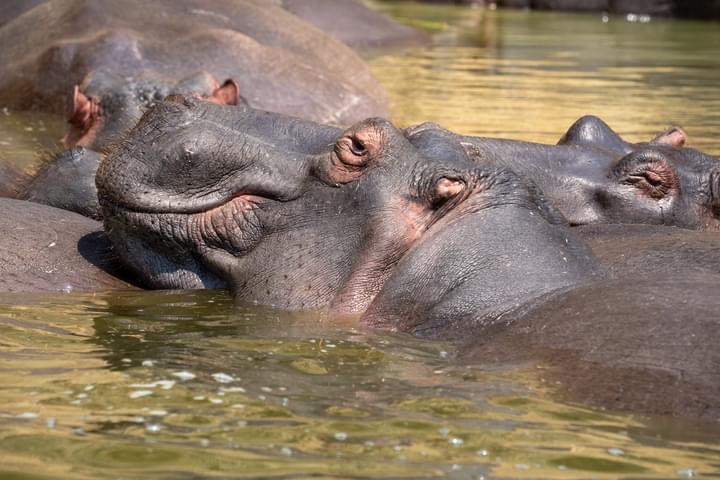 Umarella Voyage Safaris | Safari Uganda | Gorilla Trekking Uganda Rwanda l Safari Kenya l safari Tanzania — tour operator in Kampala, Uganda – photo 6