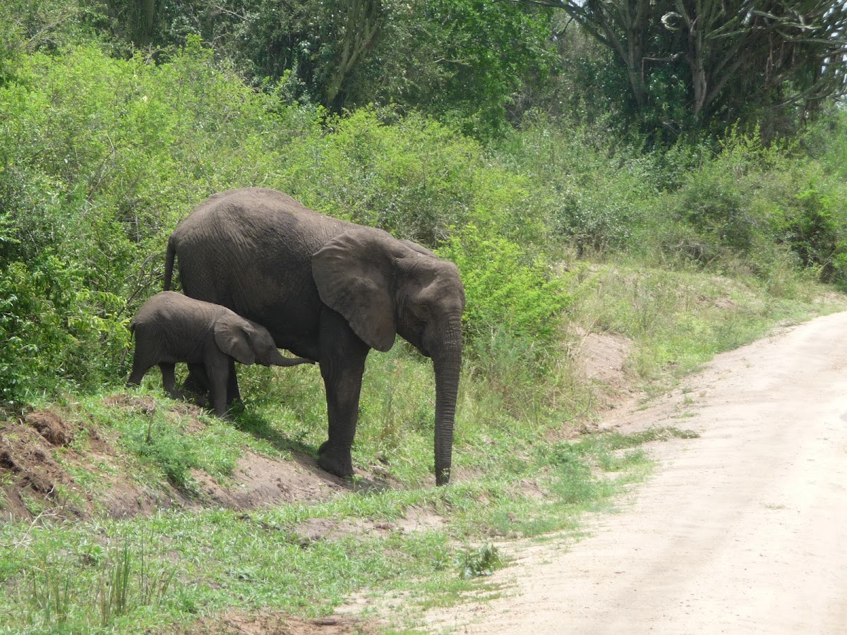 Umarella Voyage Safaris | Safari Uganda | Gorilla Trekking Uganda Rwanda l Safari Kenya l safari Tanzania — tour operator in Kampala, Uganda – photo 2