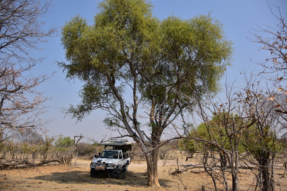 African Jacana Safari Tours — tour operator in Pulane St, Botswana – photo 5