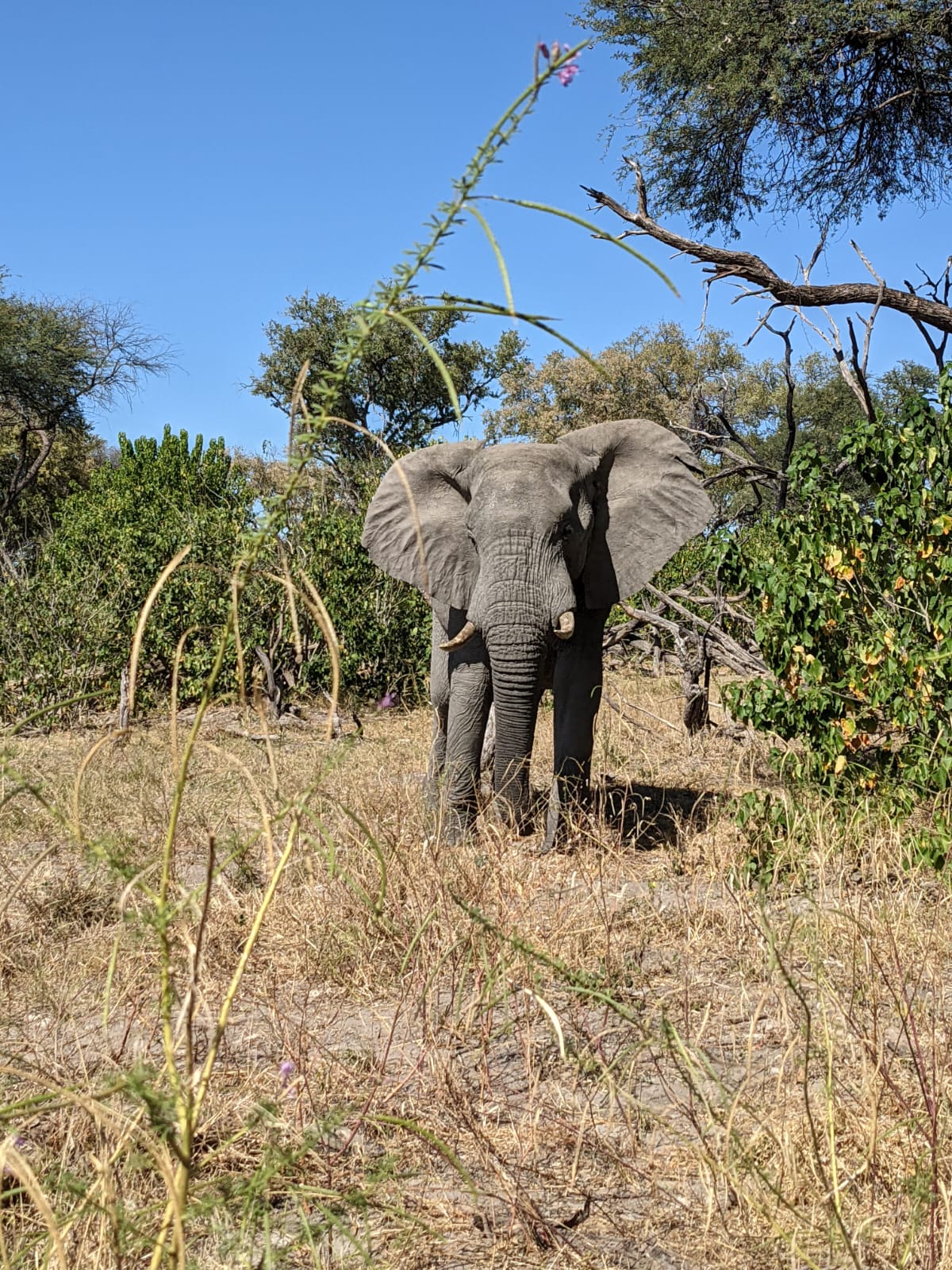 African Jacana Safari Tours — tour operator in Pulane St, Botswana – photo 3