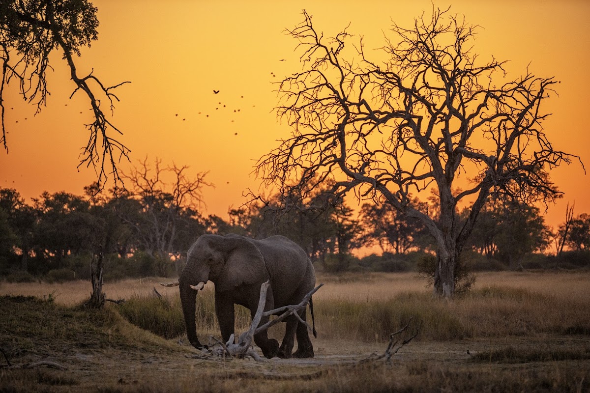 African Jacana Safari Tours — tour operator in Pulane St, Botswana – photo 1