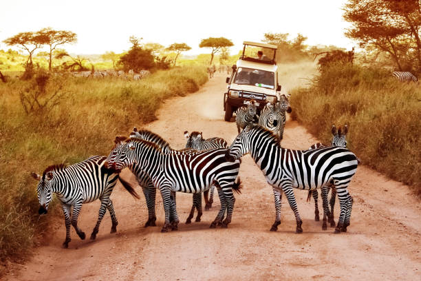 Kondeviller Tours and Travel - Uganda Safaris and Tours — tour operator in Wavamunno Rd, Uganda – photo 4