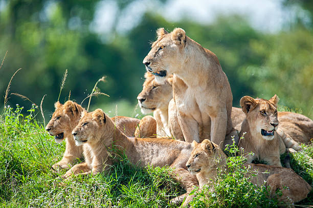Kondeviller Tours and Travel - Uganda Safaris and Tours — tour operator in Wavamunno Rd, Uganda – photo 3