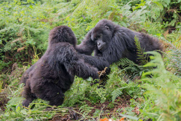 Kondeviller Tours and Travel - Uganda Safaris and Tours — tour operator in Wavamunno Rd, Uganda – photo 2