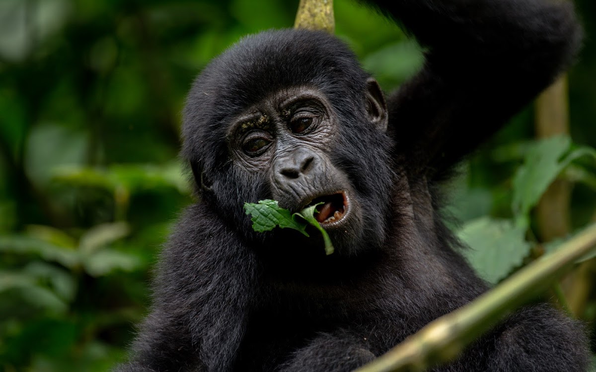 Kondeviller Tours and Travel - Uganda Safaris and Tours — tour operator in Wavamunno Rd, Uganda – photo 5