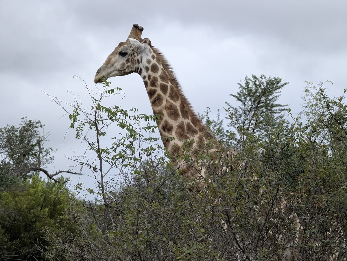 Mo Afrika - #1 Guided Johannesburg City Tours — tour operator in Germiston, South Africa – photo 4