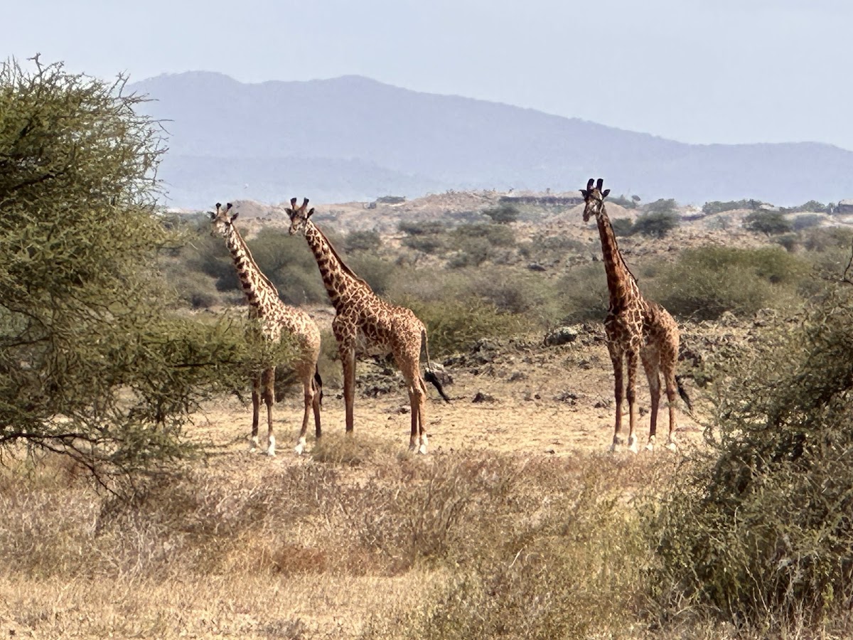 African Scenic Safaris: Best Tanzania Tour Operator & Kilimanjaro Climbing Company 2026 — tour operator in Lameck Kaaya Moshi TZ, Tanzania – photo 2
