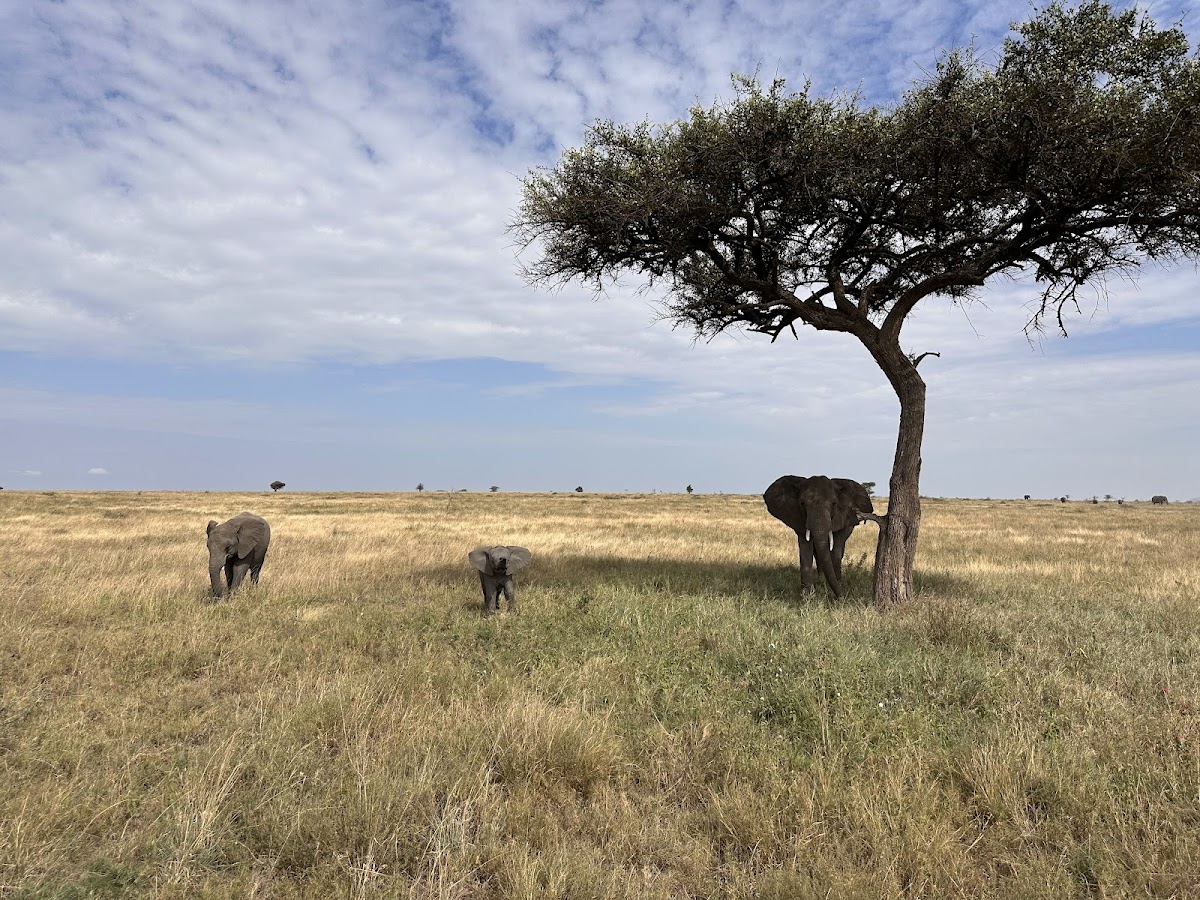 African Scenic Safaris: Best Tanzania Tour Operator & Kilimanjaro Climbing Company 2026 — tour operator in Lameck Kaaya Moshi TZ, Tanzania – photo 3