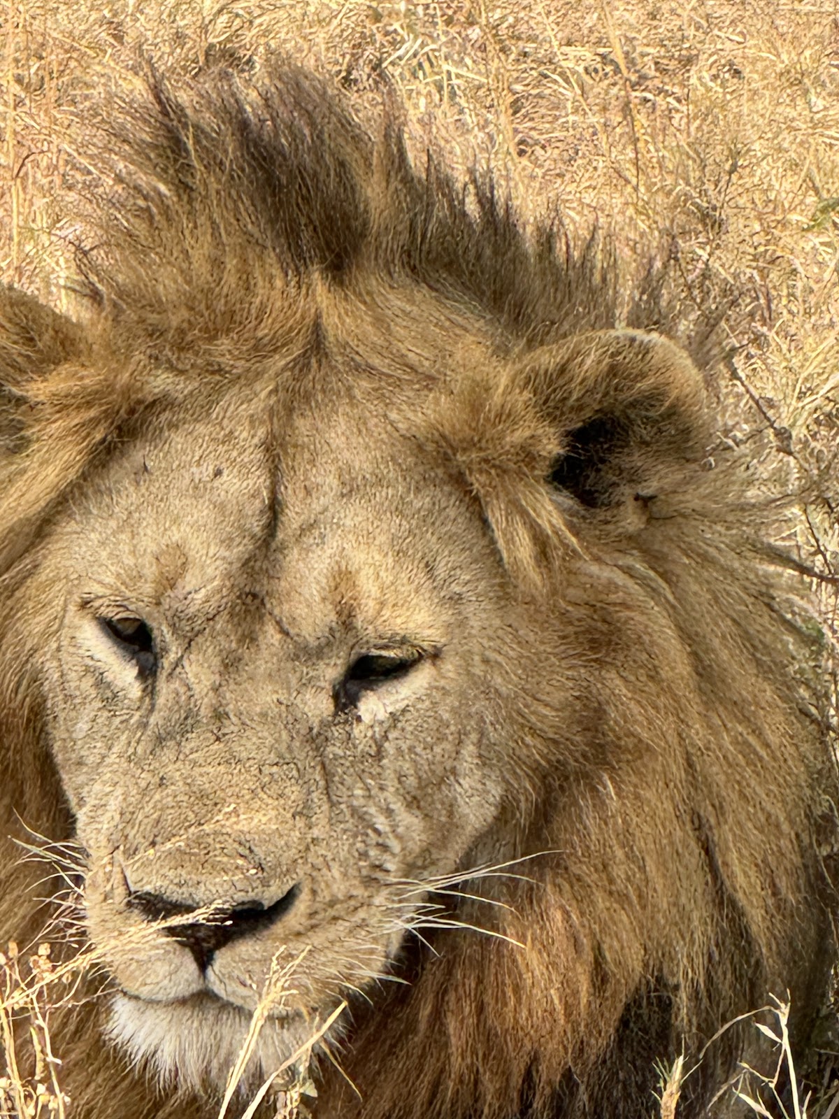 African Scenic Safaris: Best Tanzania Tour Operator & Kilimanjaro Climbing Company 2026 — tour operator in Lameck Kaaya Moshi TZ, Tanzania – photo 4