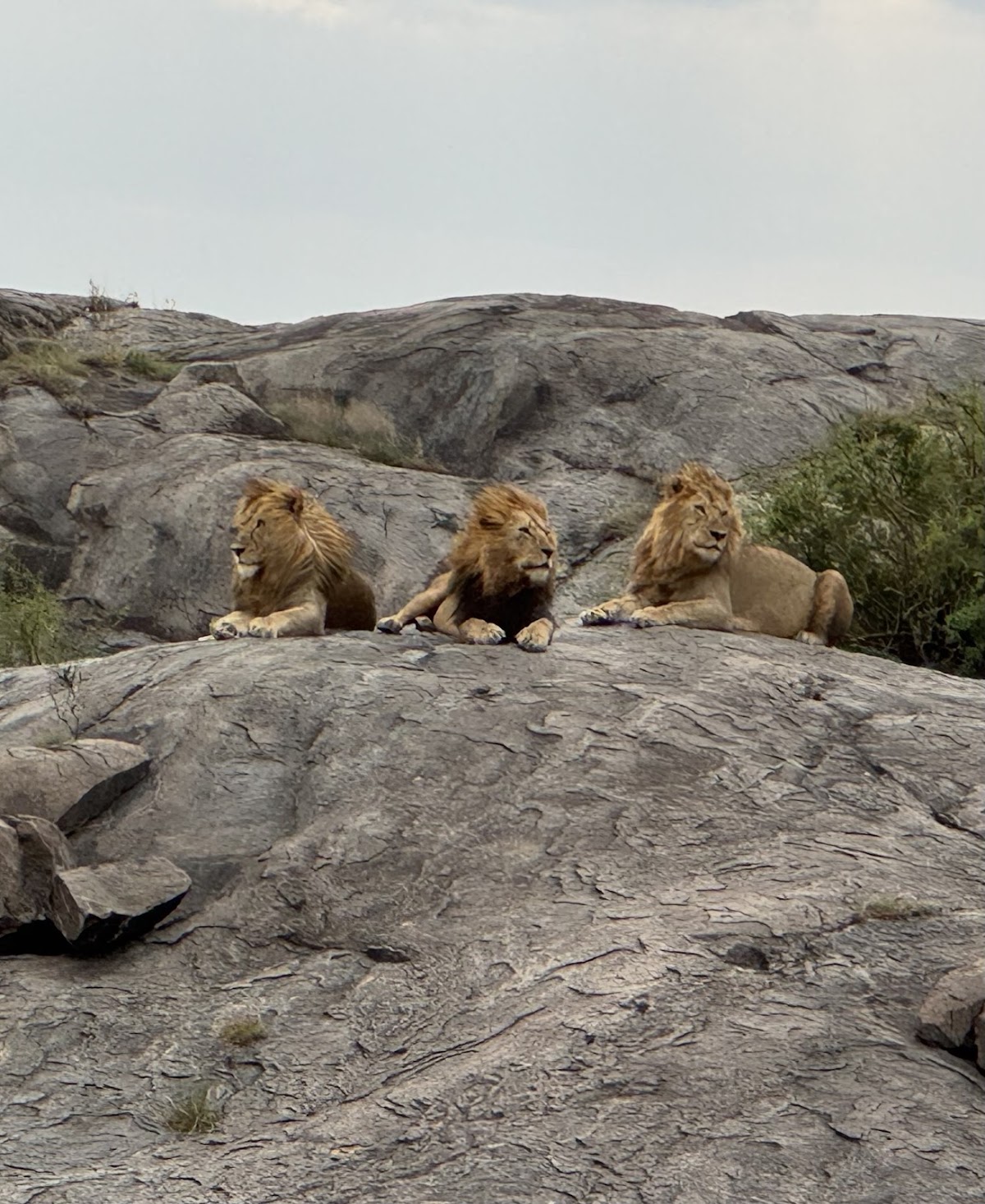 Kearsleys Travel & Tours — tour operator in 16 Zanaki St, Tanzania – photo 4