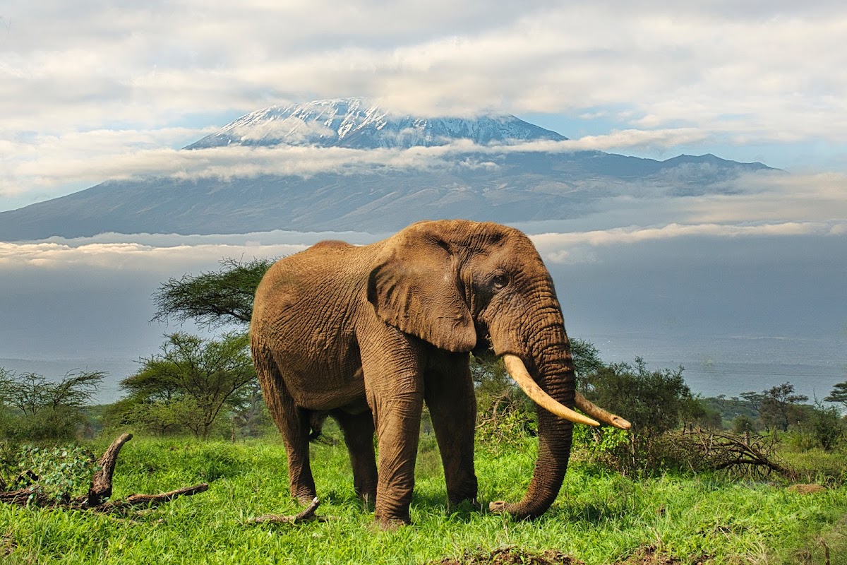 Kearsleys Travel & Tours — tour operator in 16 Zanaki St, Tanzania – photo 6