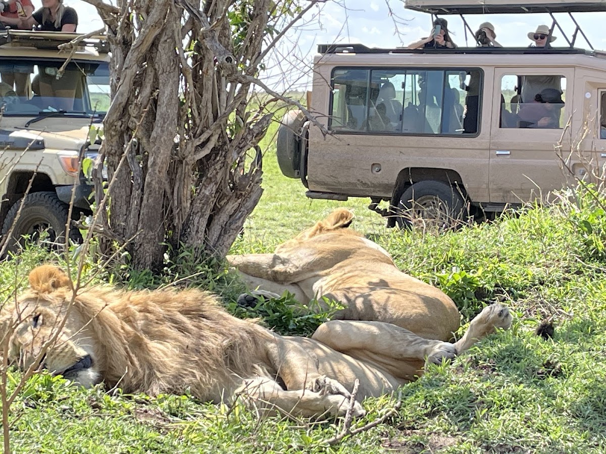 Jocky Tours & Safaris — tour operator in 1st Floor Biashara St, Kenya – photo 6