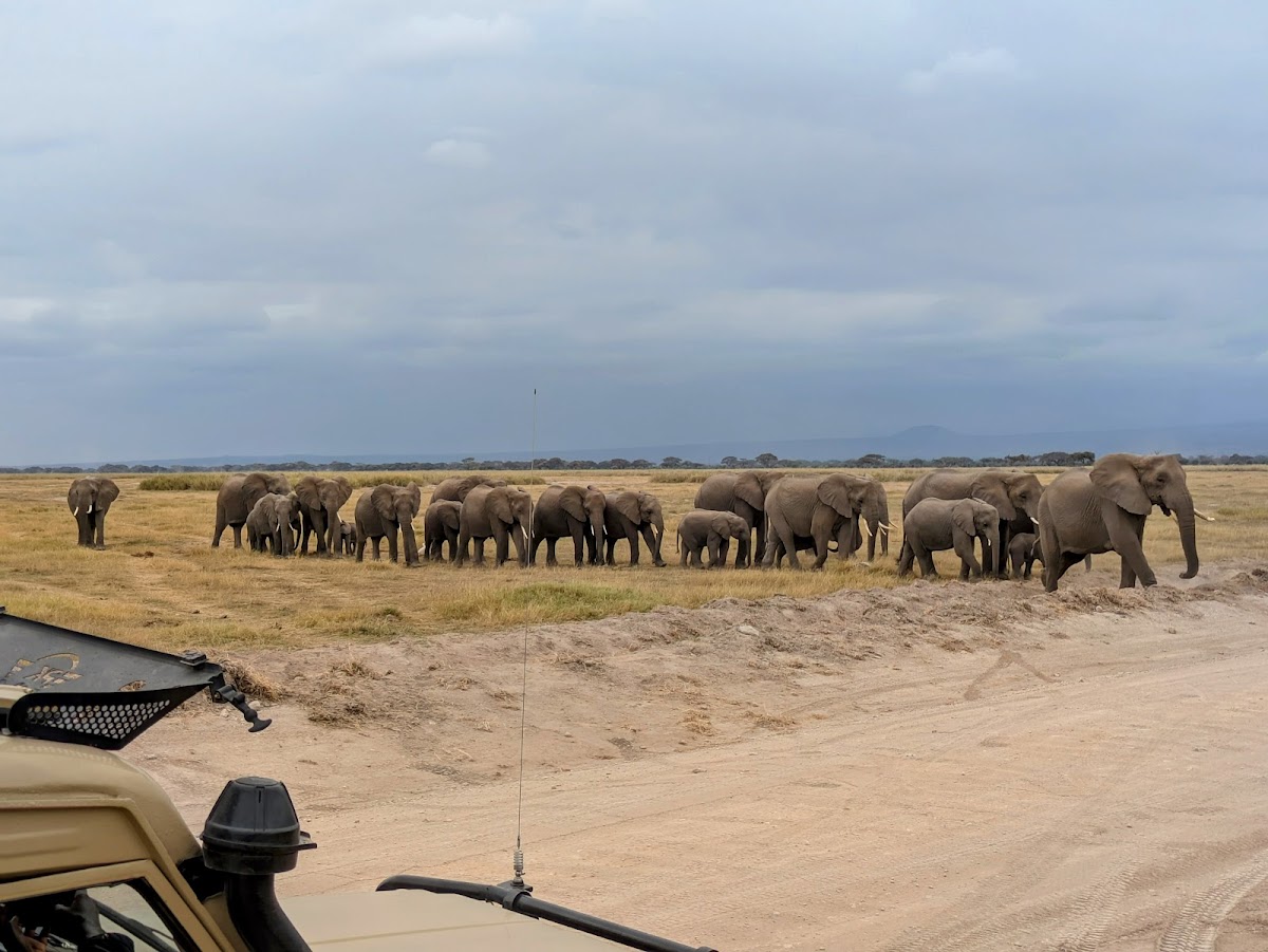 Jocky Tours & Safaris — tour operator in 1st Floor Biashara St, Kenya – photo 4