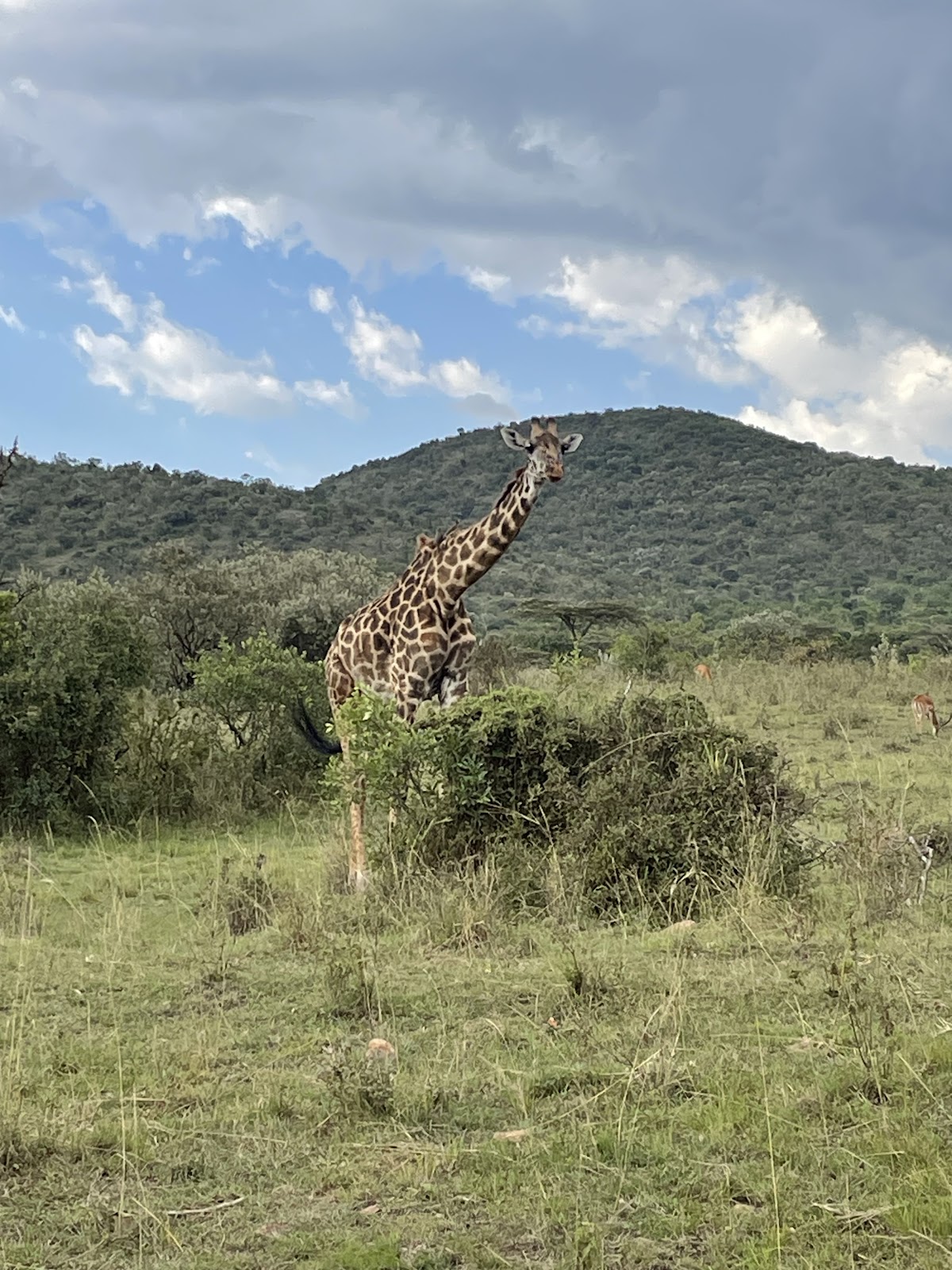 Jocky Tours & Safaris — tour operator in 1st Floor Biashara St, Kenya – photo 2