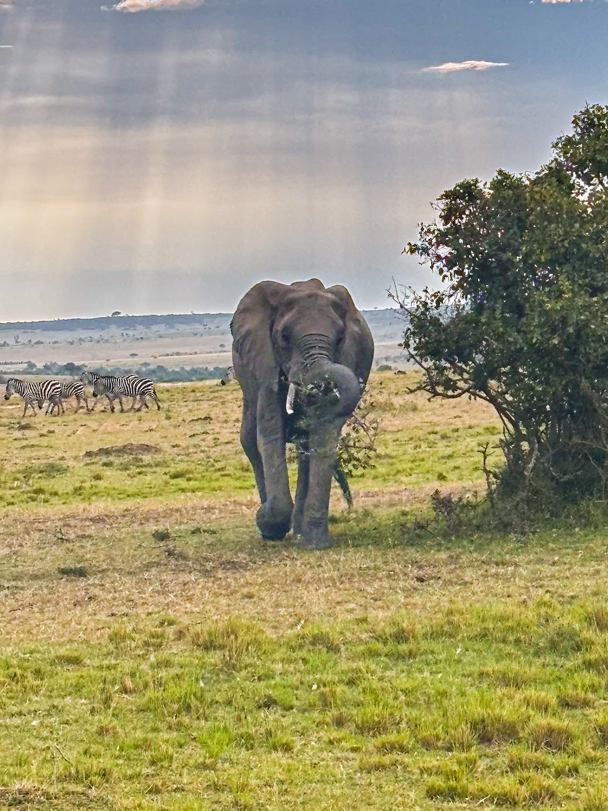 Jocky Tours & Safaris — tour operator in 1st Floor Biashara St, Kenya – photo 3