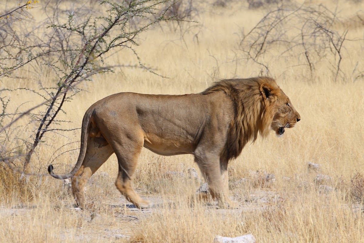 Wild Wind Safaris — tour operator in 28 Bacon Street, Namibia – photo 5