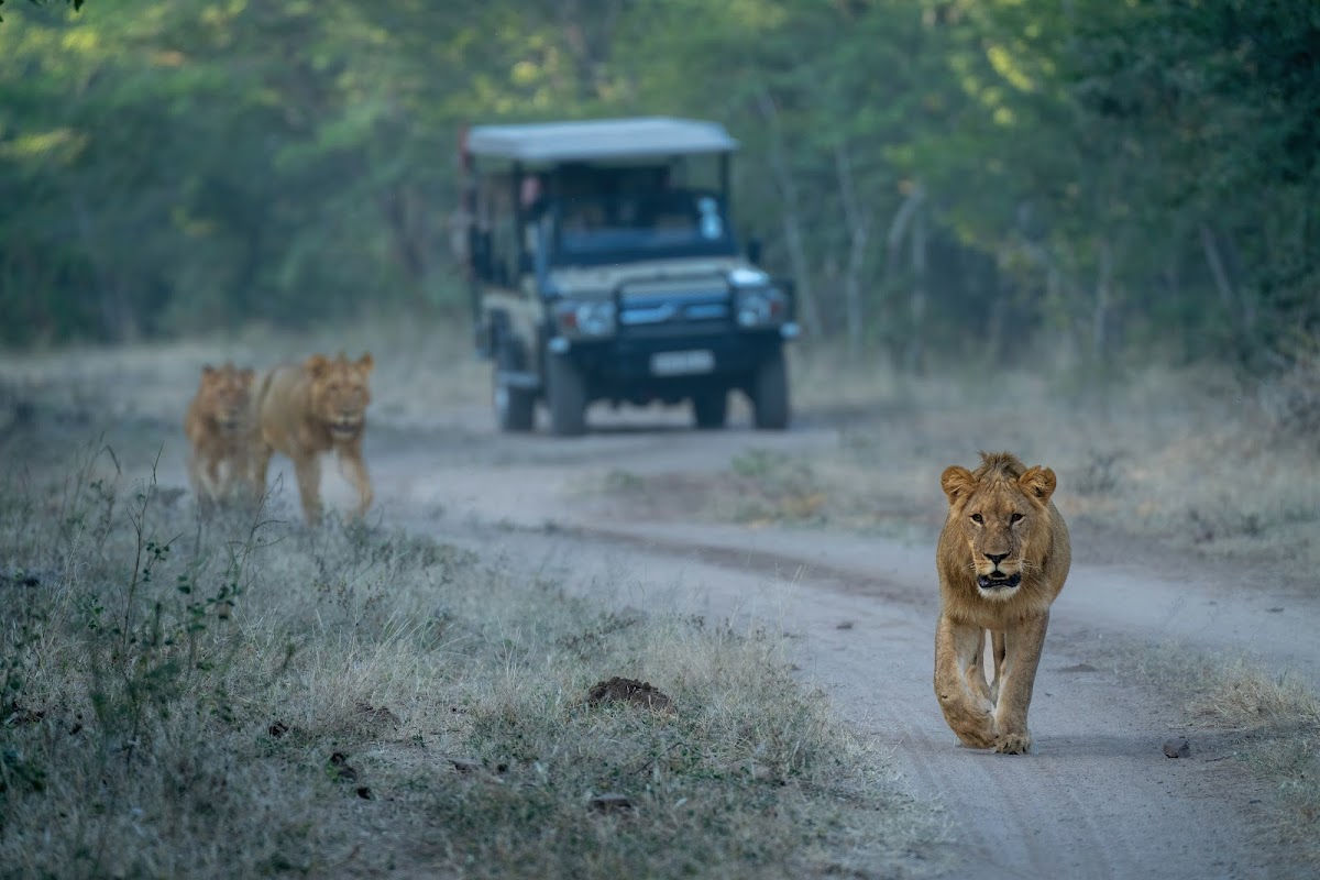 Delight Tours and Travel Africa — tour operator in Livingstone Way, Zimbabwe – photo 3