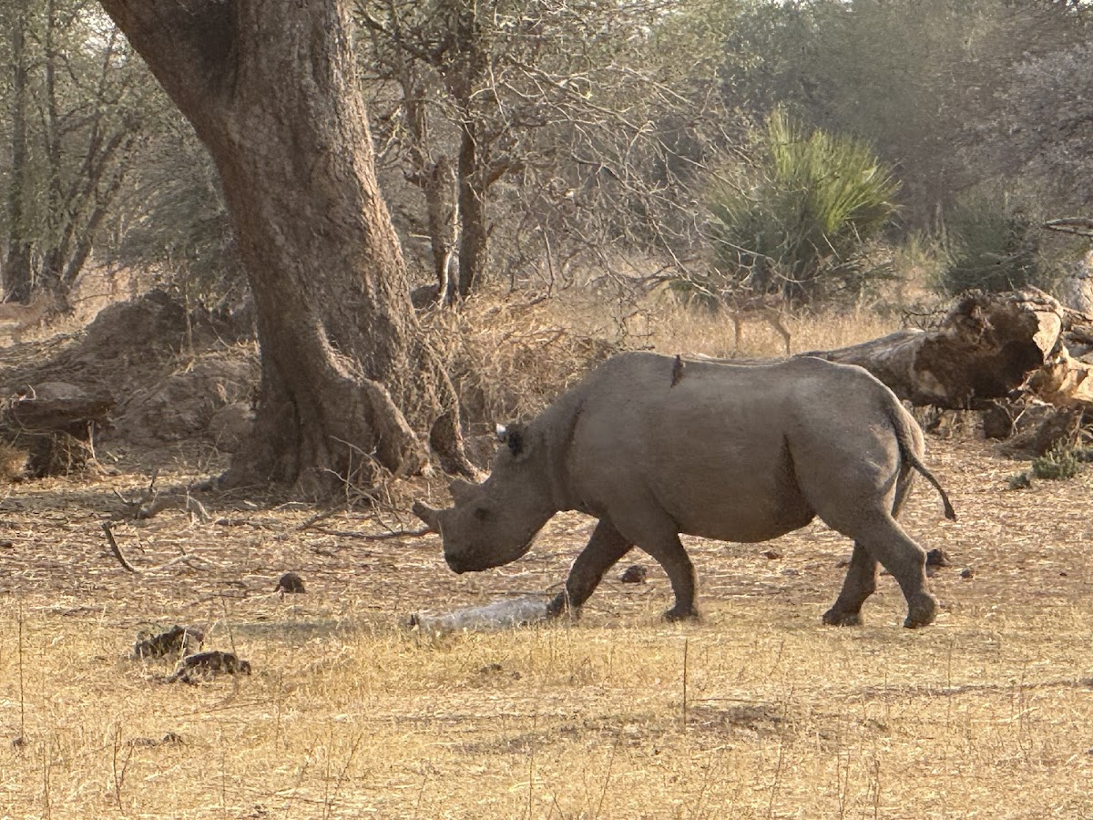 Delight Tours and Travel Africa — tour operator in Livingstone Way, Zimbabwe – photo 2