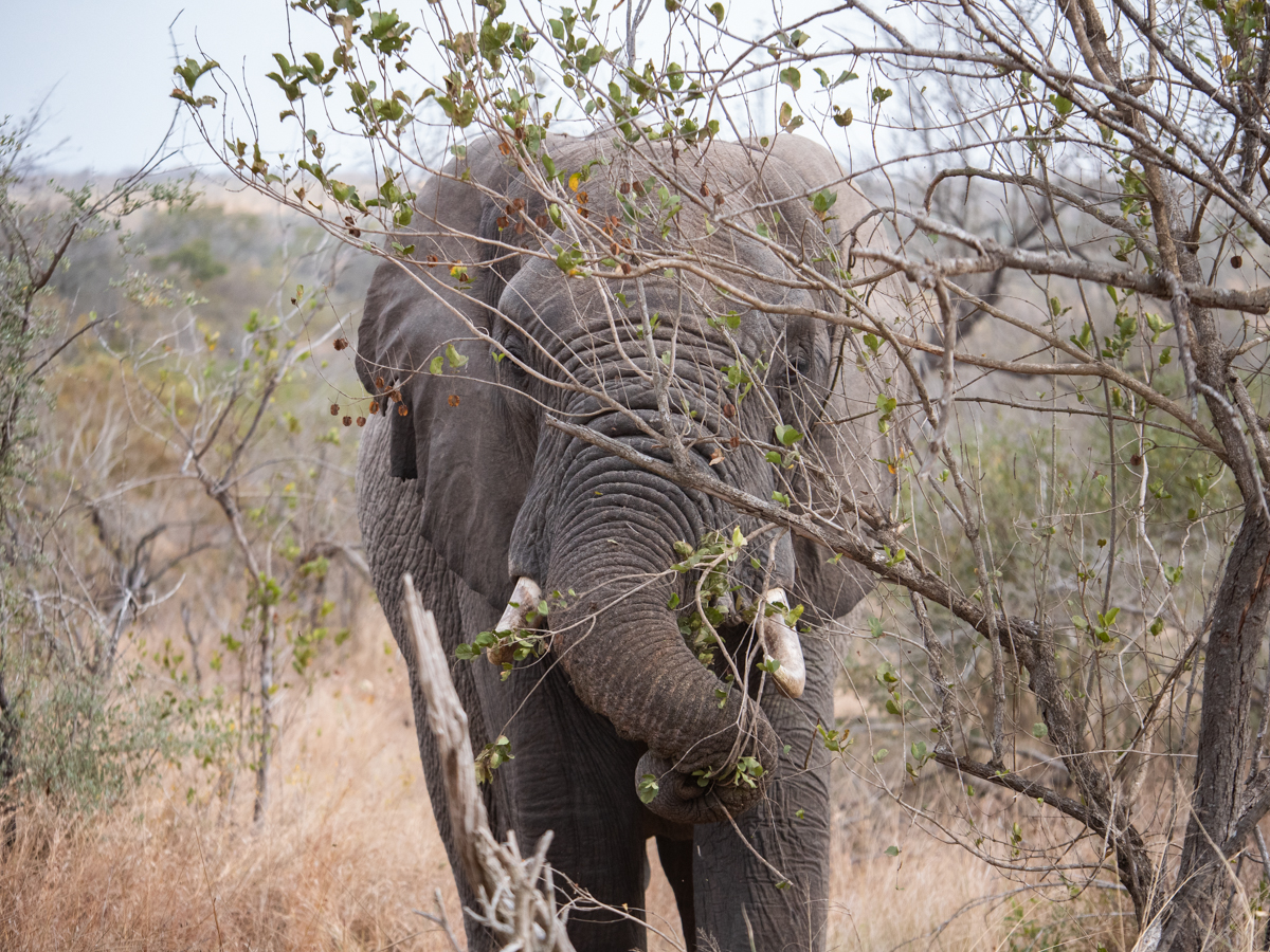 Delight Tours and Travel Africa — tour operator in Livingstone Way, Zimbabwe – photo 5