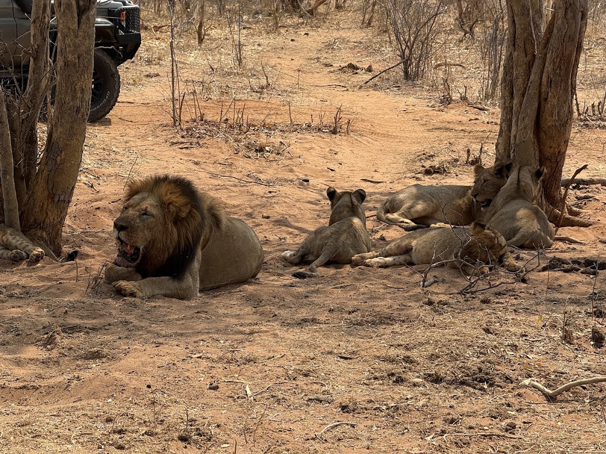 Delight Tours and Travel Africa — tour operator in Livingstone Way, Zimbabwe – photo 1