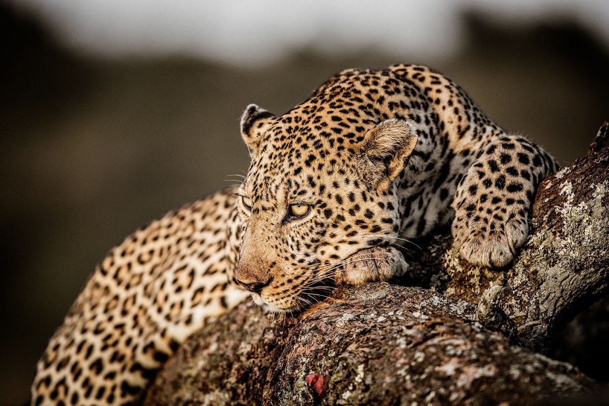 Kenya Tanzania Safari — tour operator in University Wy, Kenya – photo 1