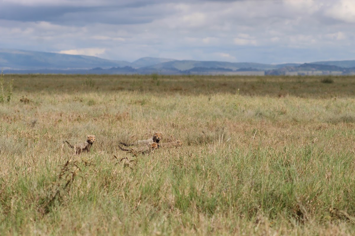 Kenya Tanzania Safari — tour operator in University Wy, Kenya – photo 6
