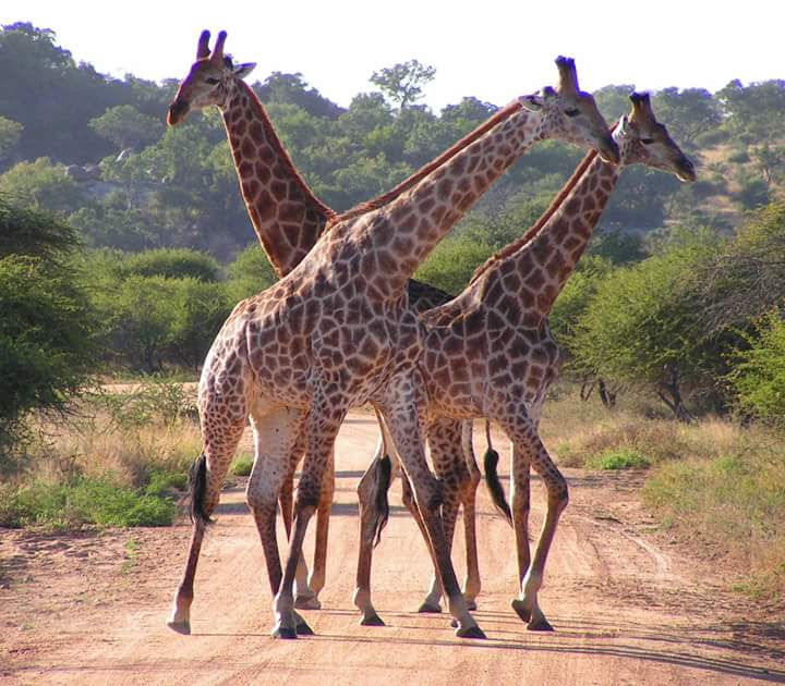 Kenya Tanzania Safari — tour operator in University Wy, Kenya – photo 4