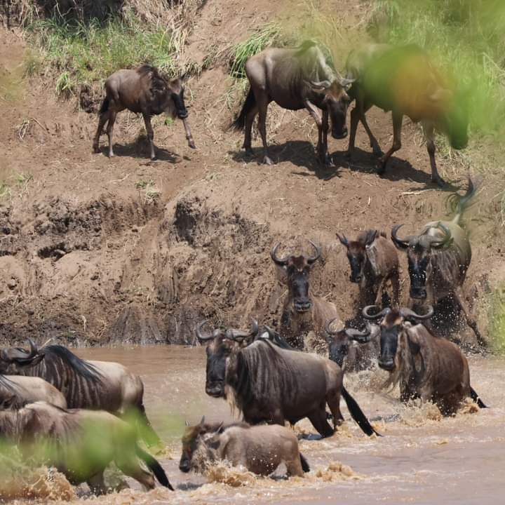 Kenya Tanzania Safari — tour operator in University Wy, Kenya – photo 5