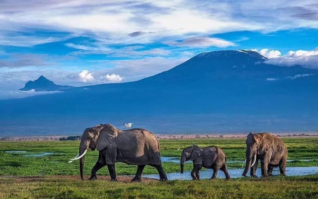 Kenya Tanzania Safari — tour operator in University Wy, Kenya – photo 2