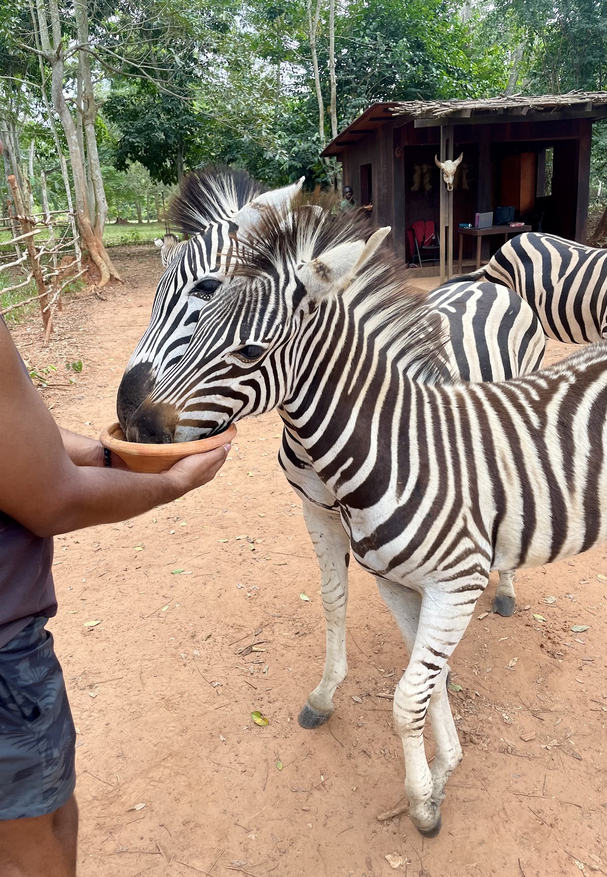 NiiGhana — tour operator in 3 Olooti St, Ghana – photo 3