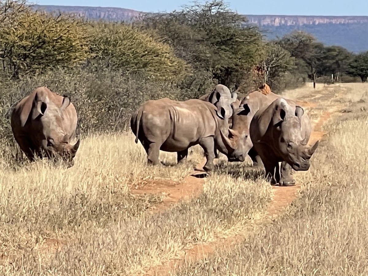 Great Explorations Namibia — tour operator in Hella Kuppe Street, Namibia – photo 4