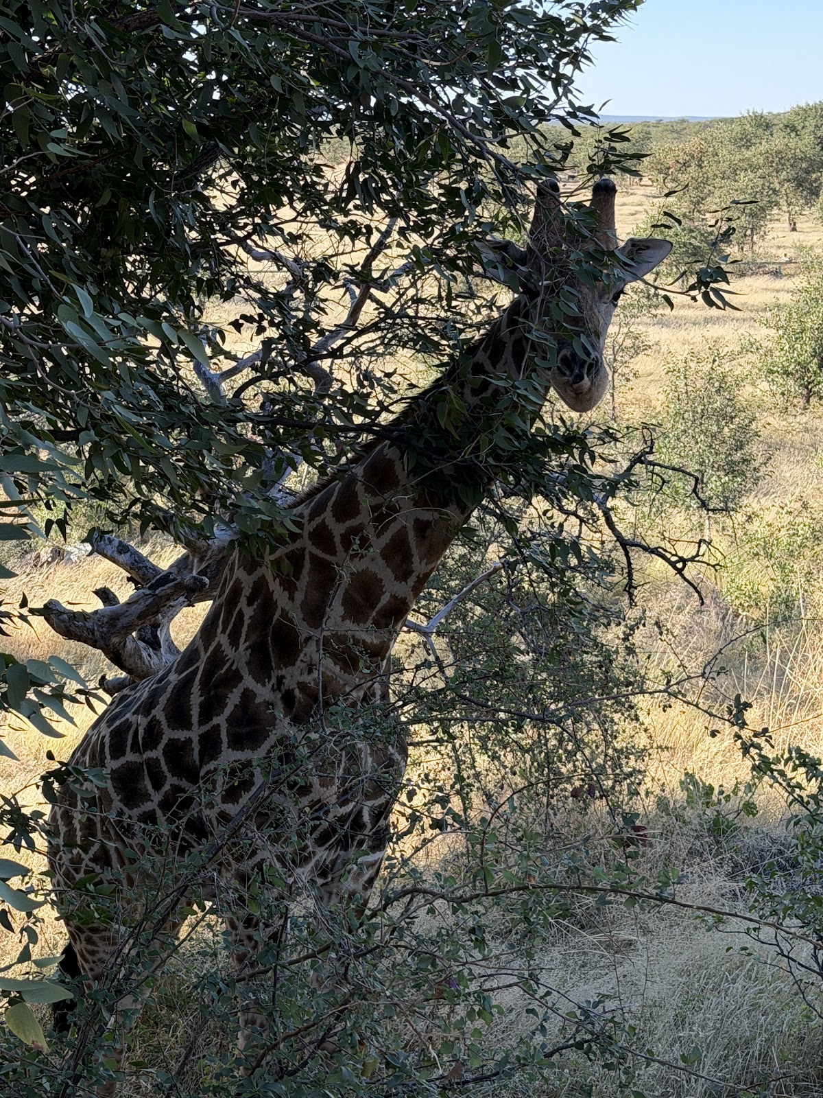 Great Explorations Namibia — tour operator in Hella Kuppe Street, Namibia – photo 5